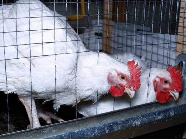 Fitur kandang untuk ayam pedaging dalam sel di rumah –