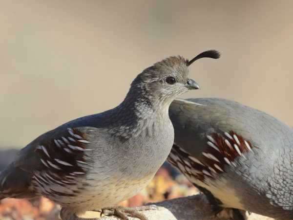 Aturan pemeliharaan burung puyuh di dalam negeri –