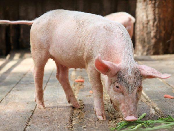 Stimulan pertumbuhan yang kuat untuk anak babi –