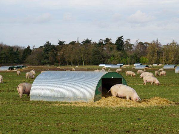 Cara membuat peternakan babi sendiri –