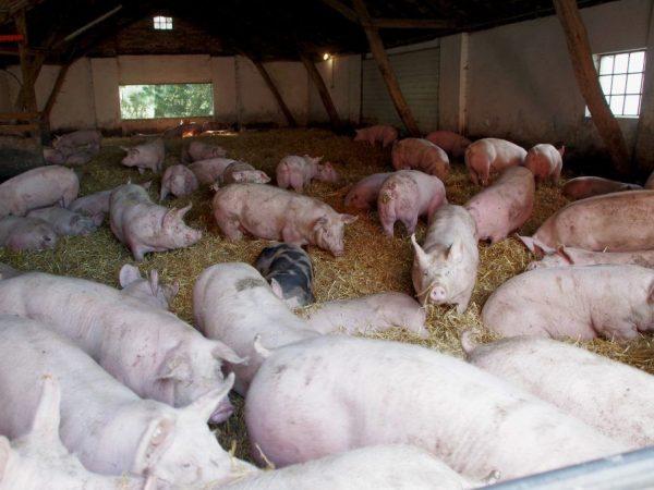 Peternakan babi sebagai bisnis yang menguntungkan –