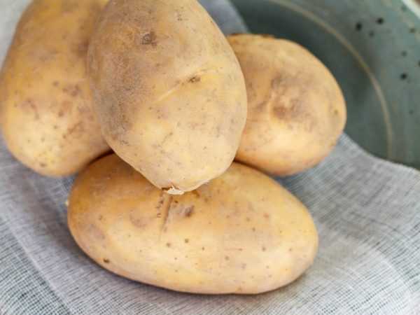 Ciri-ciri kentang raksasa –