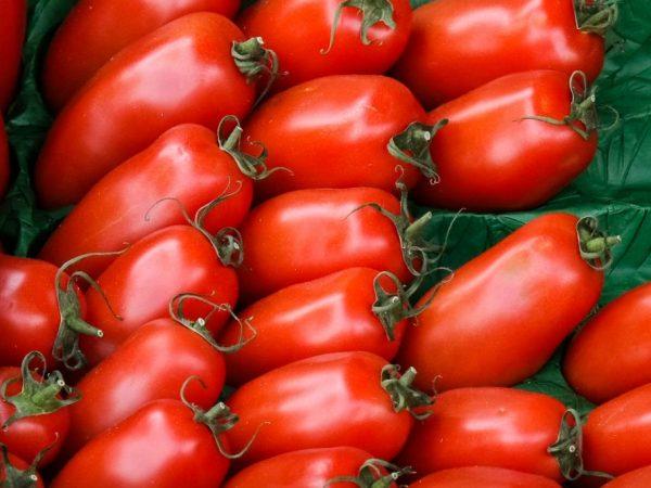 Tomat Karakteristik Telinga Sapi –
