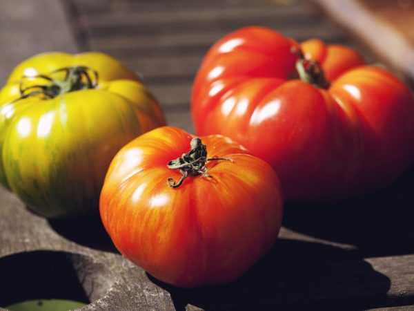 Karakterisasi dan deskripsi tomat Yusupov. –