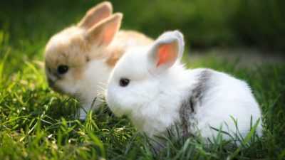 A che età si possono tenere i conigli dalle madri di coniglio?