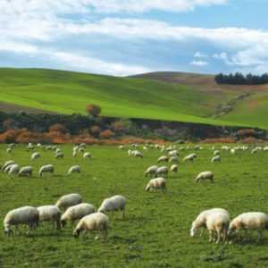 Allevamento di pecore come azienda