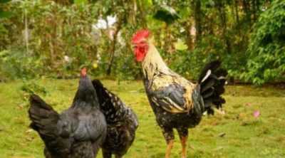 Allevamento di polli nel paese per principianti