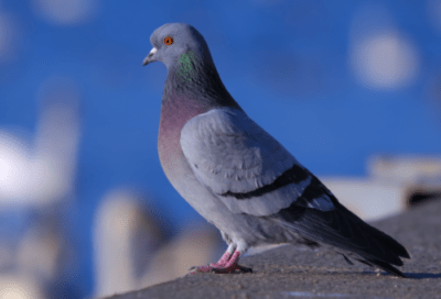 Caratteristiche dei piccioni selvatici