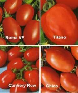 Caratteristiche dei pomodori Titan