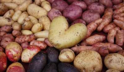 Caratteristiche del vettore di varietà di patate