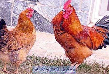 Caratteristiche della coltivazione e dell’allevamento della razza di polli dell’anniversario Kuchinsky