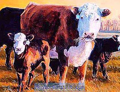 Caratteristiche della razza di mucche dalla testa bianca kazaka