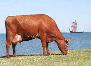 Caratteristiche della razza steppa rossa di mucche