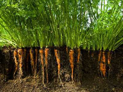 Caratteristiche della semina delle carote