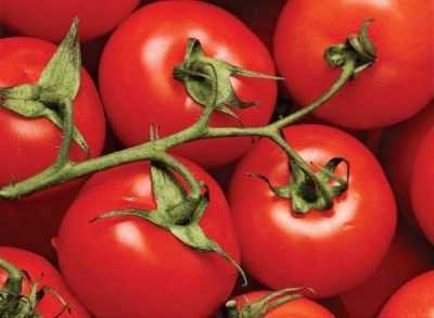 Caratteristiche della varietà di pomodori Regalo