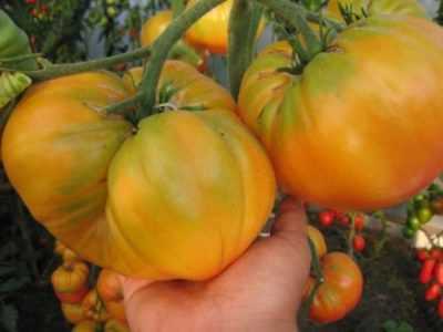 Caratteristiche della varietà di pomodori Riddle Nature