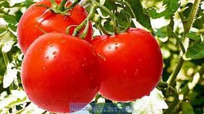 Caratteristiche della varietà di pomodori Sorpresa siberiana