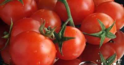 Caratteristiche della varietà di pomodoro Grassa