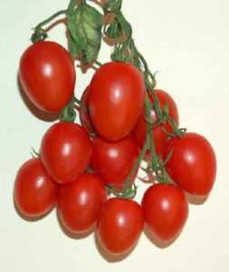 Caratteristiche delle cultivar di pomodoro Dachnik