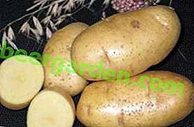 Caratteristiche delle patate Lyubava