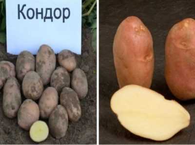 Caratteristiche delle patate Scarb