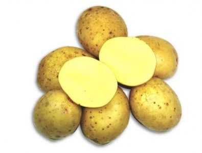 Caratteristiche delle varietà di patate Zekura