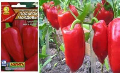 Caratteristiche delle varietà di peperoni da insalata Dono della Moldavia