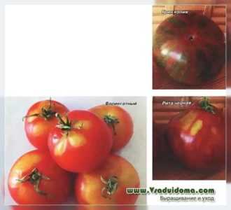 Caratteristiche delle varietà di pomodori Cream Moscow