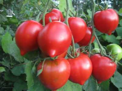 Caratteristiche delle varietà di pomodori Legend Tarasenko