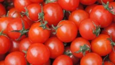 Caratteristiche delle varietà di pomodori Pietro il Grande