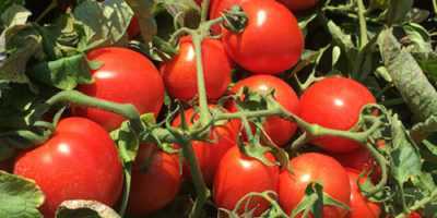 Caratteristiche delle varietà di pomodori Polfast f1