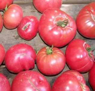 Caratteristiche delle varietà di pomodori Segreto della nonna