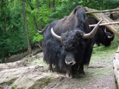 Caratteristiche dello yak animale