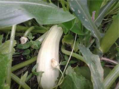Caratteristiche di germinazione delle zucchine