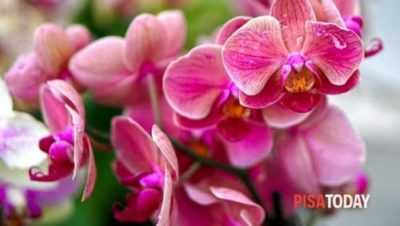 Caratteristiche di prendersi cura di un’orchidea in fiore