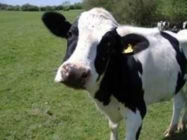 Caratteristiche di una mucca senza corna