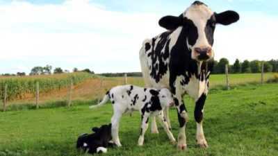 Cause del latte con sangue nelle mucche