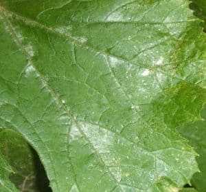 Cause di macchie bianche sulle foglie delle zucchine