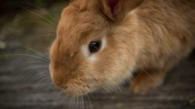 Cause di starnuti nei conigli e metodi di trattamento