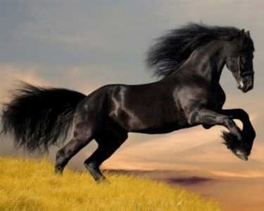 Cavallo arabo di razza