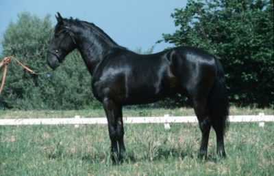 Cavallo Bulan – il cavallo più prezioso del passato