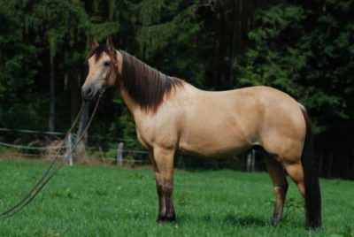 Cavallo Isabella