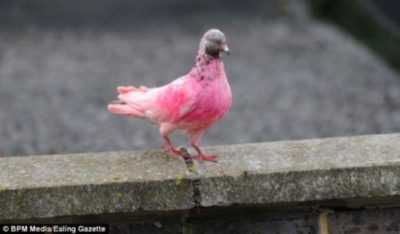 Colomba rosa uccello raro