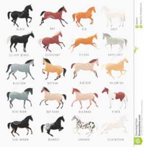 Colori comuni e rari dei cavalli