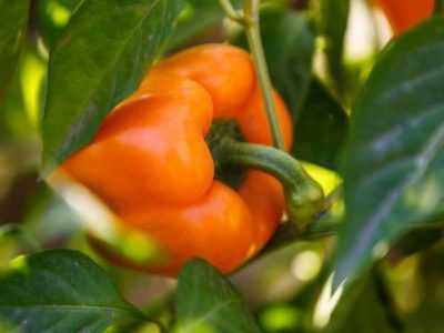 Coltiva varietà di peperoni di selezione siberiani