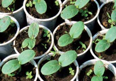 Coltivare e piantare cetrioli su consiglio di O. Ganichkina