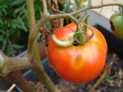 Come affrontare i parassiti delle piantine di pomodoro