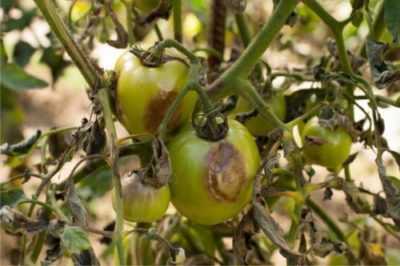 Come affrontare la maculatura marrone dei pomodori