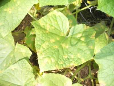 Come affrontare l’ingiallimento delle foglie di cetriolo in una serra