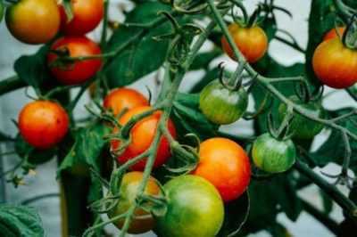 Come coltivare i pomodori in modo idroponico
